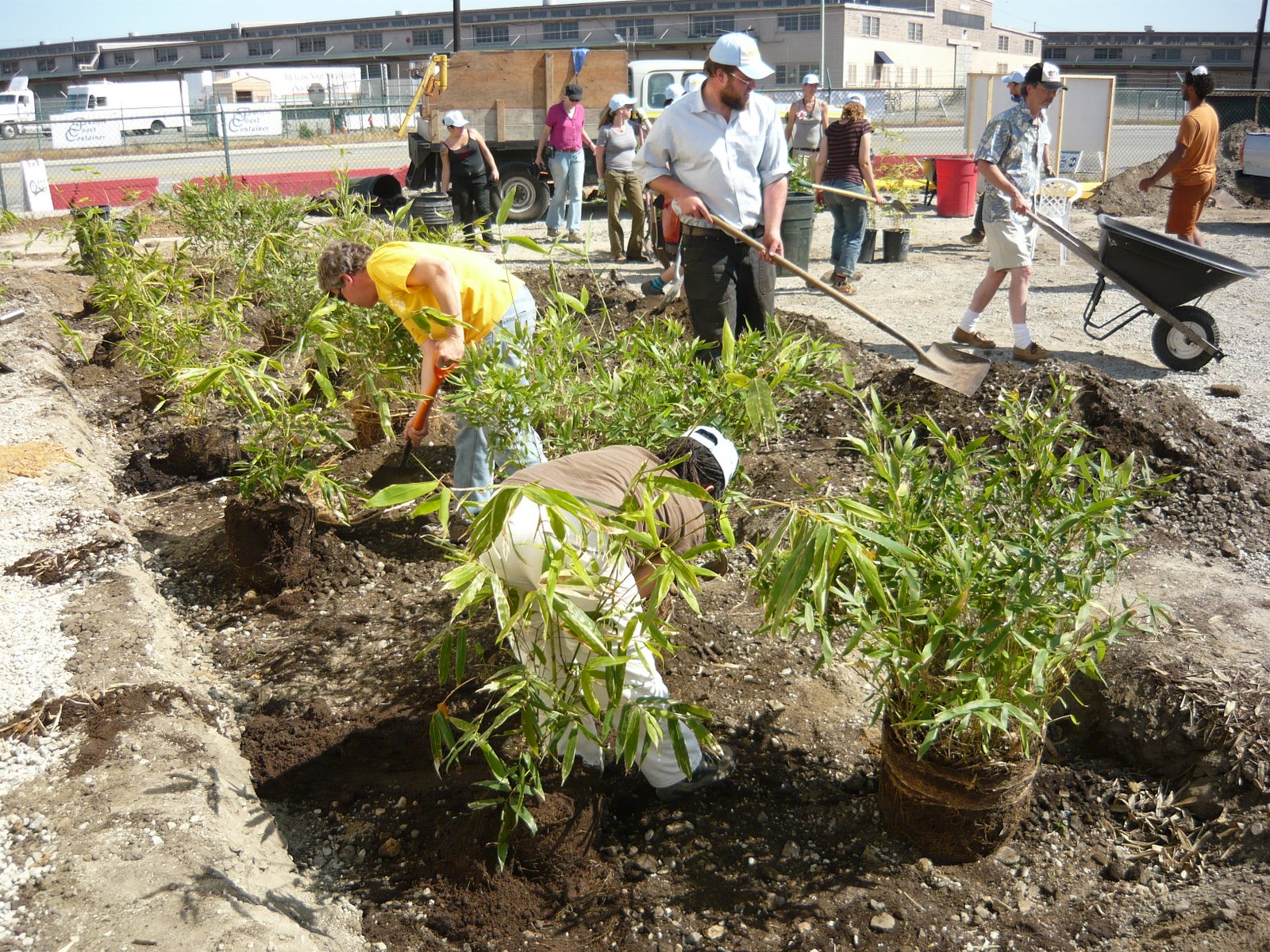 Volunteers planting bamboo at the Port of Oakland.